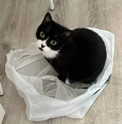Funny image of a kitty sitting on a plastic bag.
